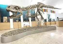 Comiso, lo scheletro di 8 metri di un tirannosauride attira i visitatori al museo civico di storia naturale