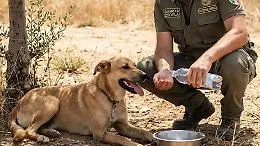 Proteggere anche gli animali dal caldo, il Comune di Ragusa emana un'ordinanza