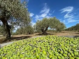 Per il Gambero Rosso il miglior Olio Dop d&rsquo;Italia si produce in  Sicilia. Ecco dove  trovarlo