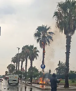 Maltempo a Vittoria, fulmine colpisce una palma che prende fuoco