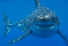 Lo squalo bianco avvistato nel Canale di Sicilia: &egrave; davvero allarme nei nostri mari o &egrave; psicosi estiva?