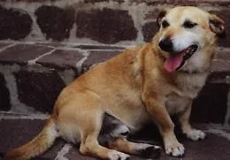 Falsa veterinaria scoperta a Trabia: curava animali senza titoli e vendeva cani con finti pedigree