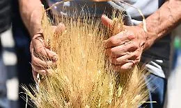 Cento milioni per il rilancio del grano siciliano: ristori, filiera e tracciabilit&agrave;