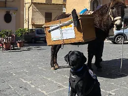Rifiuti, in Sicilia premiati 39 &ldquo;Comuni ricicloni&rdquo;: menzione speciale per il cane &ldquo;puliziotto&rdquo; di Castelbuono