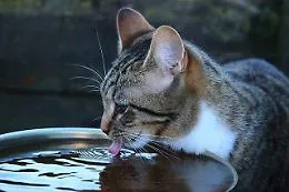 Una ciotola d'acqua per battere il caldo killer: la sfida del Comune di Sciacca per difendere gli animali senza riparo