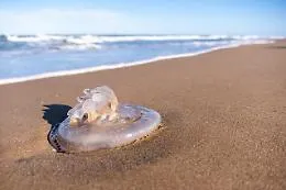 Meduse nel mare delle frazioni rivierasche di Scicli: "Un segnale di salute per la nostra costa"