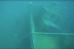 I fondali del porticciolo di Ognina pieni di relitti e rifiuti: il video
