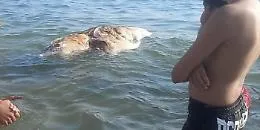 Pesci morti a Scoglitti? Fdi non ci sta: "Notizie gonfiate ad arte"