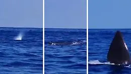 Lo spruzzo e il saluto con la pinna, il video dell'eccezionale avvistamento di un capodoglio tra Giardini Naxos e Marina di Cottone