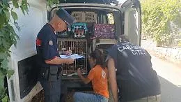 San Giuseppe Jato, scoperto un canile lager abusivo in una casa: sequestrati oltre 100 cani, due persone denunciate