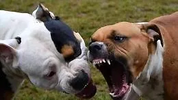 Aggredito da due pitbull, un 63enne di Pedalino in elisoccorso a Catania