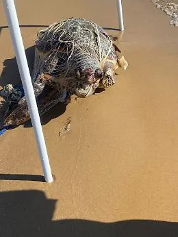Scoglitti, tartaruga marina in putrefazione: i bagnanti della Riviera Gela chiedono misure urgenti
