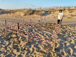 La magia della scoperta: individuato il secondo nido di Caretta caretta lungo le spiagge del Vittoriese