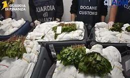 Maxi sequestro a Fiumicino, passeggero da Tel Aviv trovato con 216 kg di khat in sette bagagli