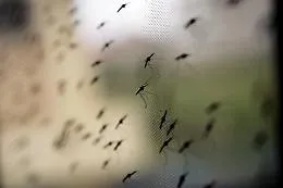 Pergusa invasa dalle zanzare: scatta il piano d'emergenza del Comune, Enna in guerra contro gli insetti fino a ottobre
