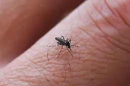 Perch&eacute; le zanzare pungono alcune persone pi&ugrave; di altre: la scienza dietro il bersaglio perfetto (e il sangue dolce non c'entra)