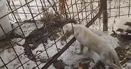 Modica, il canile era un lager: sequestrati tredici cani tenuti tra degrado e maltrattamenti