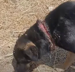 Orrore nelle campagne del Modicano: cucciola trovata con una corda stretta attorno al collo