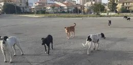 La Regione siciliana vara il decreto sul randagismo: regole chiare per recupero, affido e adozione dei cani