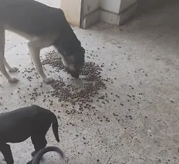 Caldo estremo, l'Oipa Ragusa: "Ricordiamoci di aiutare anche gli animali"