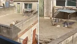 La strage di cuccioli sul terrazzo a Sciacca, scatta la battaglia legale: "Serve il carcere per chi uccide gli animali"
