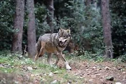 Orrore in giardino a Camaiore: lupo punta bimbo di due anni, salvato dal cane di famiglia