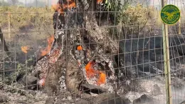 La Sicilia "brucia": le immagini dal drone del corpo forestale  