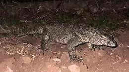 Faccia a faccia col lucertolone gigante: allarme nelle campagne lombarde per il rettile misterioso 