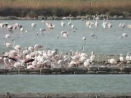 Storico traguardo: il fenicottero rosa nidifica per la prima volta nella Riserva delle Saline di Trapani e Paceco