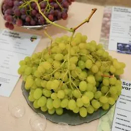 Il caldo anticipa la maturazione dell'uva da tavola in Puglia: prodotto di qualit&agrave; eccellente 