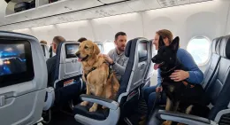 Ita Airways ammette cani di grossa taglia in cabina
