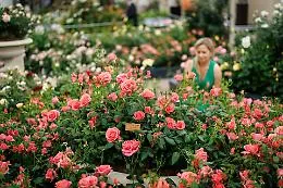 In Sicilia i fiori diventano mestiere: il flower designer riconosciuto come figura professionale dalla Regione