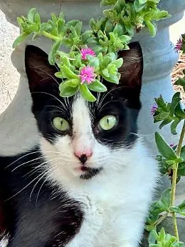 E' la Giornata mondiale del gatto: eccolo in una carrellata di pose belle e buffe