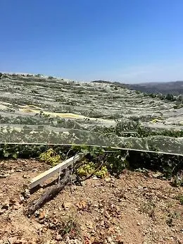 Ravanusa, sfregio mafioso all'agricoltura: abbattute 800 piante di uva da tavola