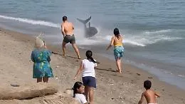 Paura a Marbella: un tonno di due metri insegue bagnante fin sul bagnasciuga, il video &egrave; impressionante