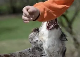 Sampieri, cane morde bambino: paura sul lungomare