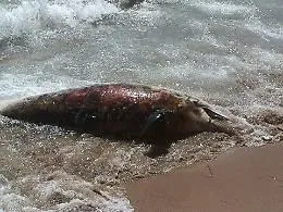 Delfino spiaggiato nel tratto pi&ugrave; affollato del Lungomare di Gela