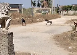 Acate, cane aggressivo davanti all'ingresso di un'abitazione: &egrave; polemica