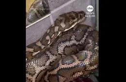 Un pitone "scatenato" distrugge il bagno di una casa australiana