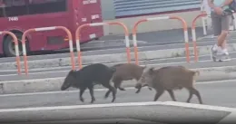 Roma, cinghiali a spasso alla fermata degli autobus di Prima Porta