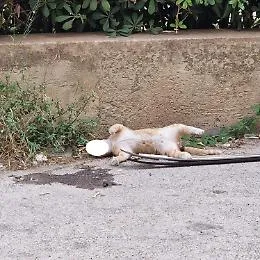 Modica, gatto trovato morto. Lav accusa: "Presunto atto di crudelt&agrave;"