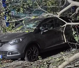 Agrigento, albero si abbatte sulle auto in via De Gasperi: sfiorata la tragedia