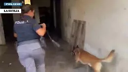 Catania, il cane-poliziotto Zago scova oltre due chili di droga in un condominio a San Giovanni Galermo: il video