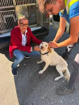 Cagnolina abbandonata sotto il sole e con gravi ferite al collo,  la denuncia di Rizzi: "Negligenza dei soccorsi"