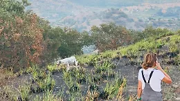Un incendio distrugge ettari di ulivi biologici: la denuncia dell'ingegnere comasco che ha investito a Calatabiano 