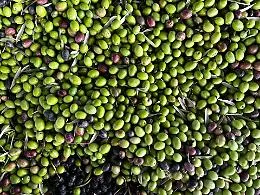 Olio d&rsquo;oliva,16mila tonnellate invendute in Sicilia. Barbera: &laquo;Concorrenza dei prezzi da Spagna e Grecia&raquo;