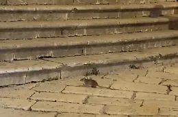 Emergenza decoro e igiene nel cuore di Scicli, Scimonello: "Proliferano i ratti"