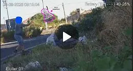 Chiaramonte, il sindaco Cutello: "Beccato l'ennesimo suino degli Iblei"