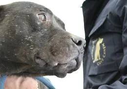 Cercavano un cagnolino smarrito, scoprono il ring dei pitbull: maxi operazione a Gela 