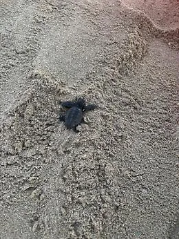 Schiusa a Marsala: circa trenta tartarughe Caretta caretta raggiungono il mare